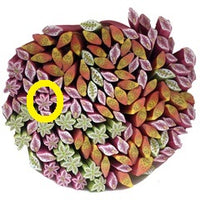 Cane: lily pink 6,5 cm