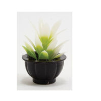 Potteplante i sort potte