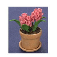 Hyacinth i potte