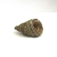 Comucopia horn
