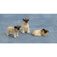 Pugs ( Mops ) hund pr. stk.