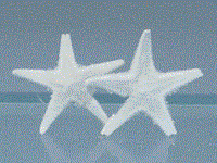 Søstjerner 1,5 x 2 cm ( 10 stk.)