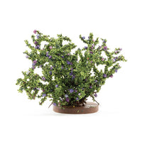 Rosenbusk stor, purple