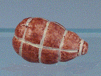 Skinke