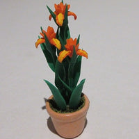 Iris i potte, orange