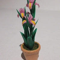 Iris i potte, pink