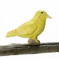 Canarie fugl
