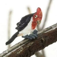 Cockatoo