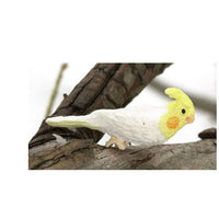 Lutino Cocktiel