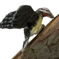 Yollow bellied sapsucker - spætte