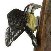 Yellow Bellied Sapsuker - spætte