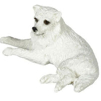 Hund hvid Spitz