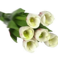 Tulipaner 6 stk, hvide/rød