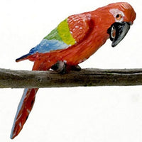 Green wing Macow