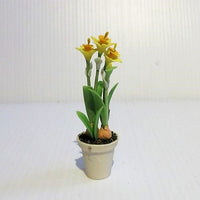 Påskeblomst i potte