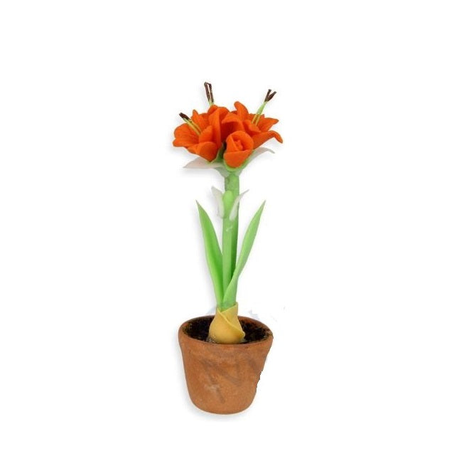 Amarayllis i pott, orange
