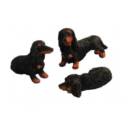 Sort gravhund, langhåret pr. stk.