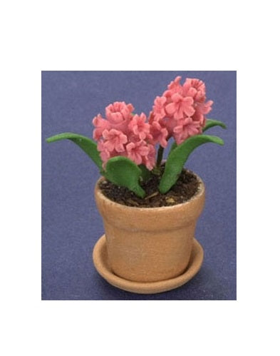 Hyacinth i potte