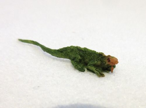 Leguan