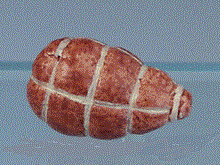 Skinke