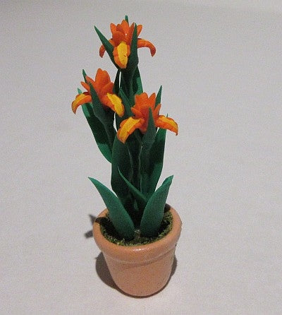 Iris i potte, orange