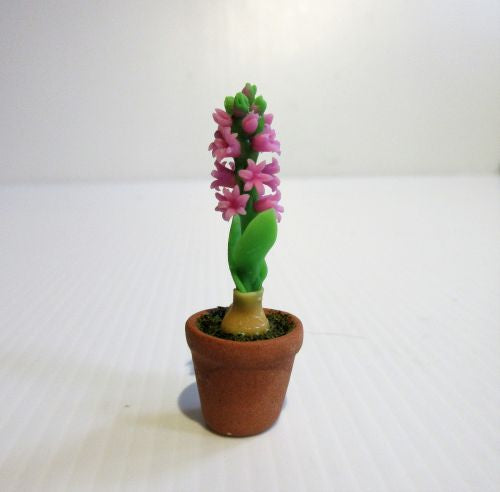 Hyachint i potte rosa