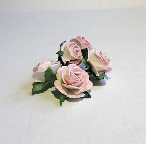 Pink stor rose