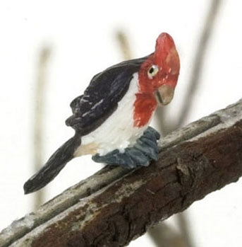 Cockatoo