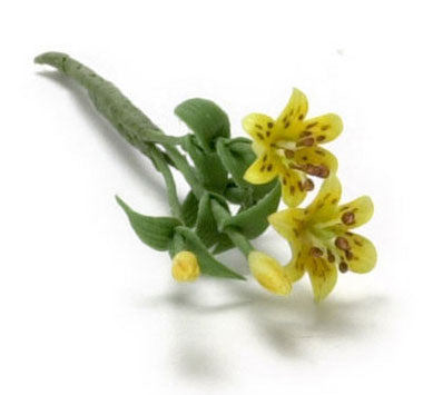 Tiger lilje, gul dobbelt, 2 blomster