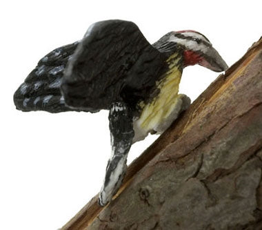Yollow bellied sapsucker - spætte
