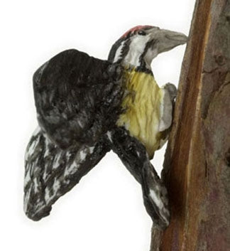 Yellow Bellied Sapsuker - spætte