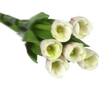 Tulipaner 6 stk, hvide/rød