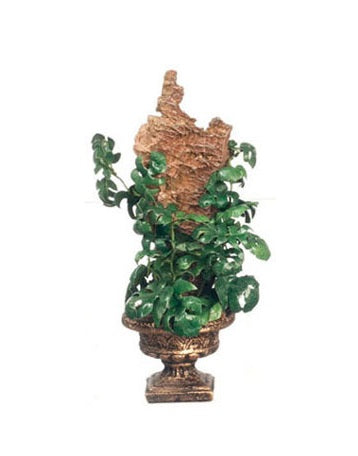Philodendron