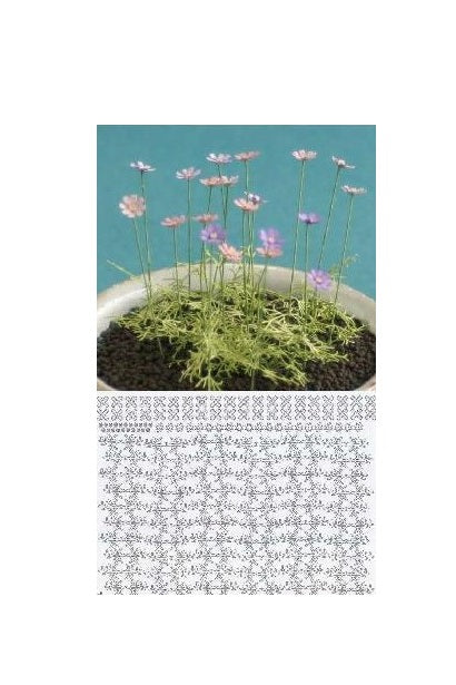 Cosmos KIT  20 blomster (excl. potte)