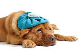 Ice bag    (ikke hunden)