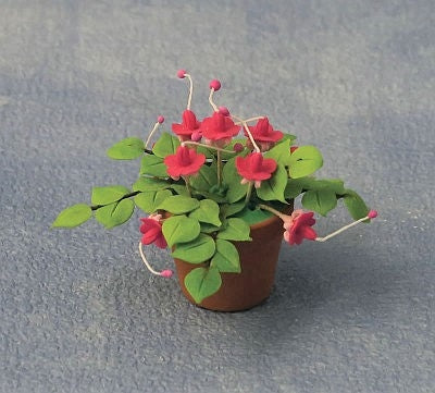 Fuchsia